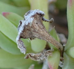 Delosperma patersoniae