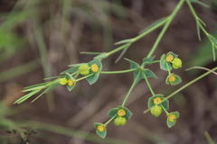 Euphorbia striata