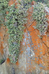 Delosperma patersoniae