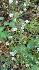 Symphyotrichum pilosum