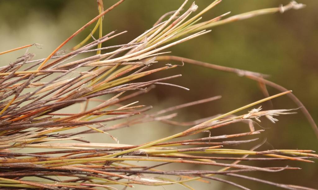 Orgyreeds