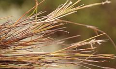 Anthochortus ecklonii