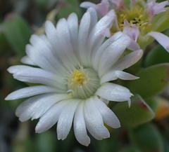 Delosperma patersoniae