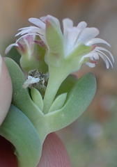 Delosperma patersoniae