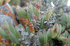 Delosperma patersoniae