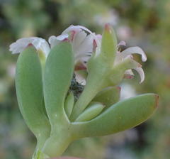 Delosperma patersoniae