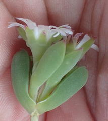 Delosperma patersoniae