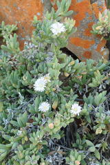Delosperma patersoniae