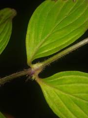 Exallage auricularia