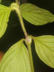 Exallage auricularia