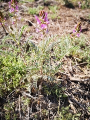 Astragalus
