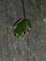 Hyla intermedia perrini