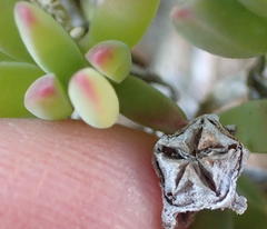 Delosperma patersoniae
