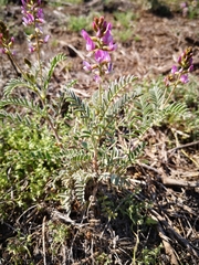 Astragalus