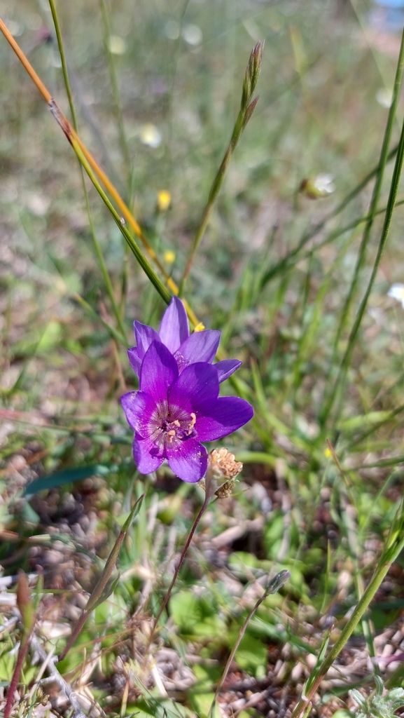 Geissorhiza monanthos, Oudepost Wildflower Reserve