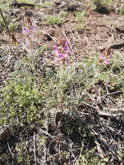 Astragalus