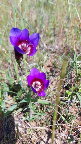 Geissorhiza monanthos