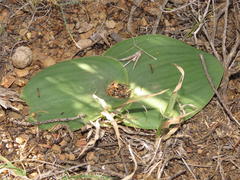 Massonia
