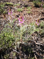Astragalus