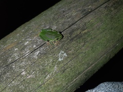 Hyla intermedia perrini