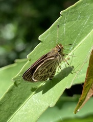 Callimormus interpunctata