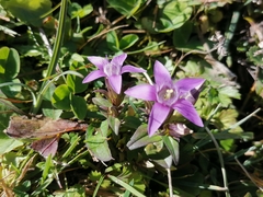 Gentianella germanica