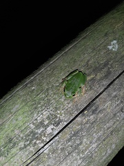Hyla intermedia perrini