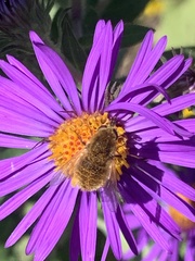 Sparnopolius confusus