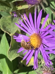 Sparnopolius confusus