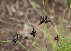 Cyperus semitrifidus