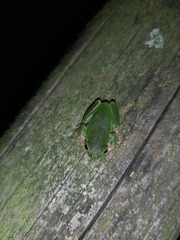 Hyla intermedia perrini