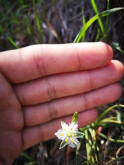 Trichopetalum plumosum