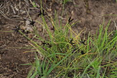 Cyperus semitrifidus