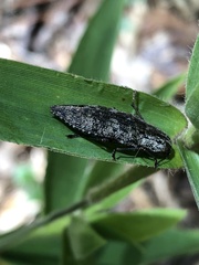 Chrysochroinae