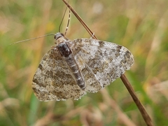 Entephria