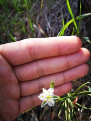 Trichopetalum plumosum