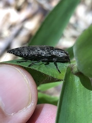 Chrysochroinae