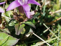 Gentianella germanica