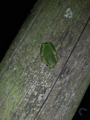 Hyla intermedia perrini