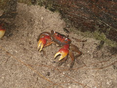 Neosarmatium meinerti