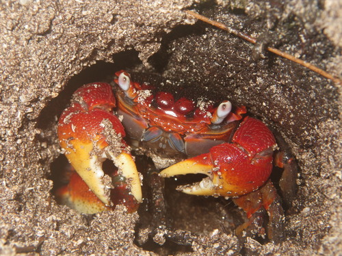 Neosarmatium meinerti