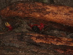 Neosarmatium meinerti
