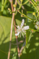 Clematis flammula