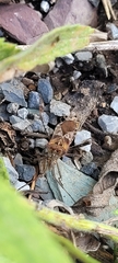 Leptoglossus occidentalis