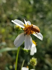 Nemognatha punctulata