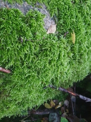 Eurhynchium angustirete