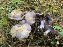 Thaxterogaster occidentalis