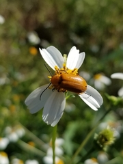 Nemognatha punctulata