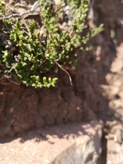 Cheilanthes hypoleuca