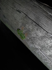 Hyla intermedia perrini
